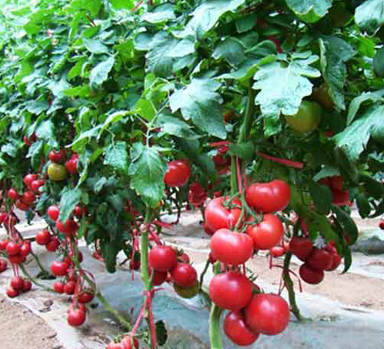 越冬8越冬番茄種子實(shí)例圖