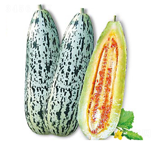 花羊脆-甜瓜種子-高端種業(yè)
