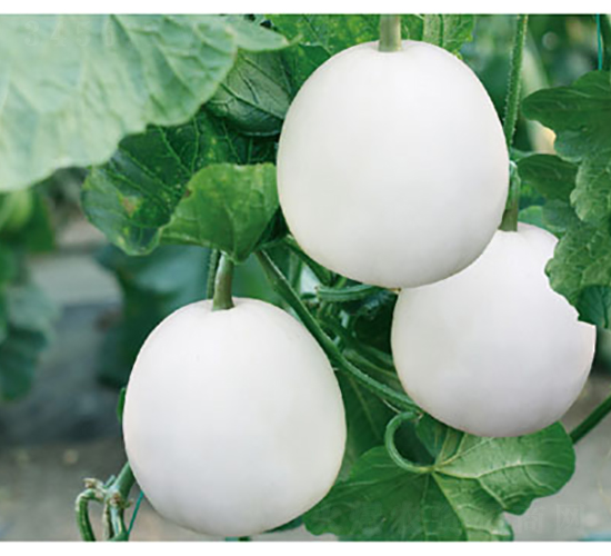 高蜜白金-甜瓜種子-高端種業(yè)