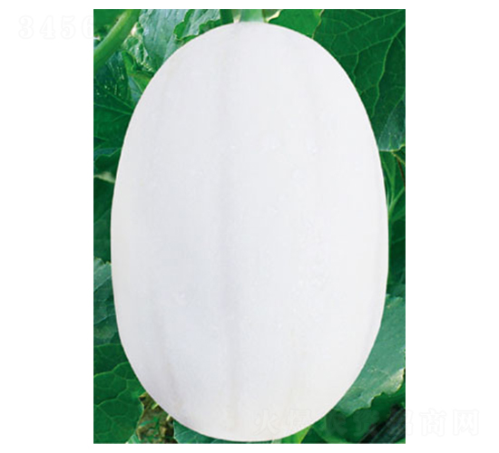 東方蜜1號(hào)-甜瓜種子-高端種業(yè)