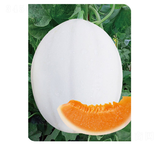 精品東方密1號(hào)-甜瓜種子-高端種業(yè)