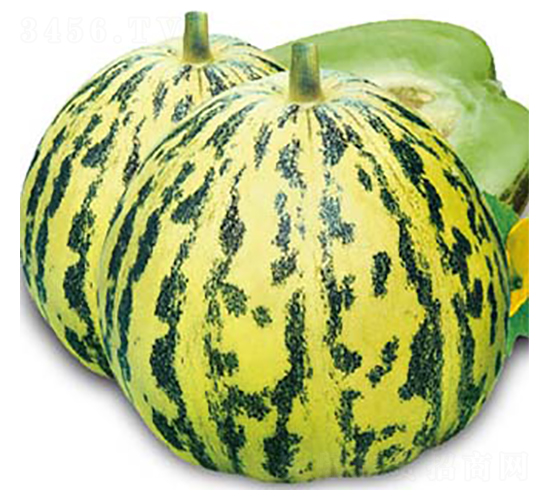 金花蕾-甜瓜種子-高端種業(yè)