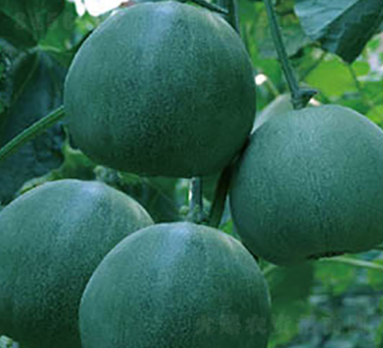 綠寶石-甜瓜種子-高端種業(yè)