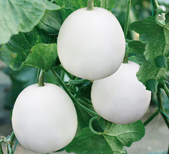 高蜜黃金-甜瓜種子-高端種業(yè)