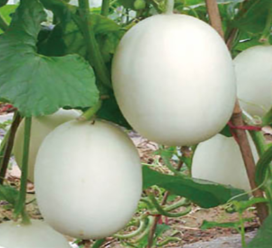 特大脆梨-甜瓜種子-高端種業(yè)