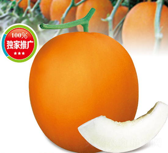 五岳至尊-甜瓜種子-高端種業(yè)