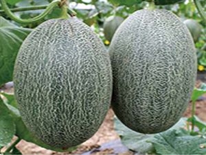 高蜜17-甜瓜種子-高端種業(yè)