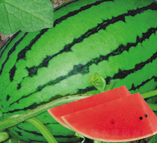 中江紅麗-西瓜種子-中江種業(yè)