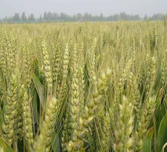 淮麥26-小麥種子-中江種業(yè)