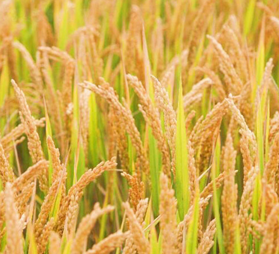 ���\��21̖-�����N��-�н��N�I(y��)