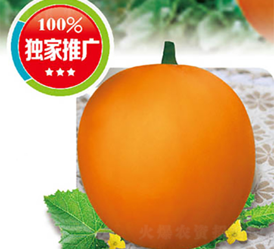 高端瑞紅-甜瓜種子-高端種業(yè)