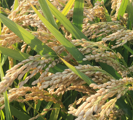 常農(nóng)粳10號-粳稻種子-中江種業(yè)