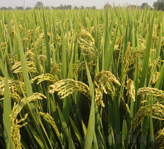 ���r(n��ng)��8̖(h��o)-�����N��-�н��N�I(y��)