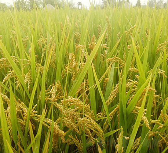 �B��16-�����N��-�н��N�I(y��)