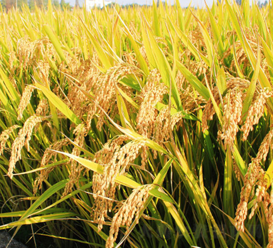 �(zh��n)Ŵ20̖-�����N��-�н��N�I(y��)