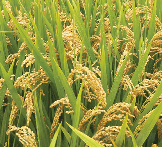 寧粳8號-粳稻種子-中江種業(yè)