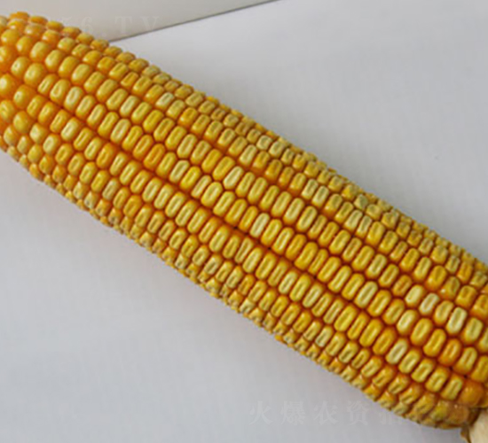 �н���6̖-�s�����׷N��-�н��N�I(y��)