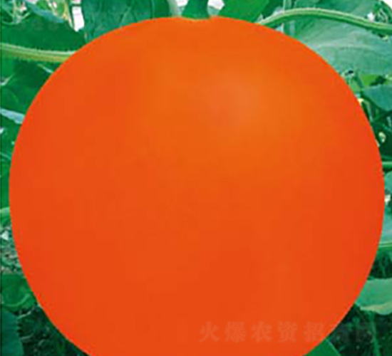 真瑞紅-甜瓜種子-高端種業(yè)