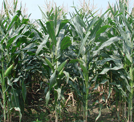 中江玉5號-雜交玉米種子-中江種業(yè)