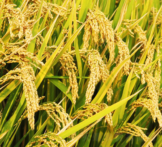 常優(yōu)粳6號(hào)-雜交粳稻種子-中江種業(yè)