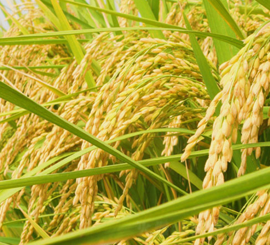 常優(yōu)5號-雜交粳稻種子-中江種業(yè)