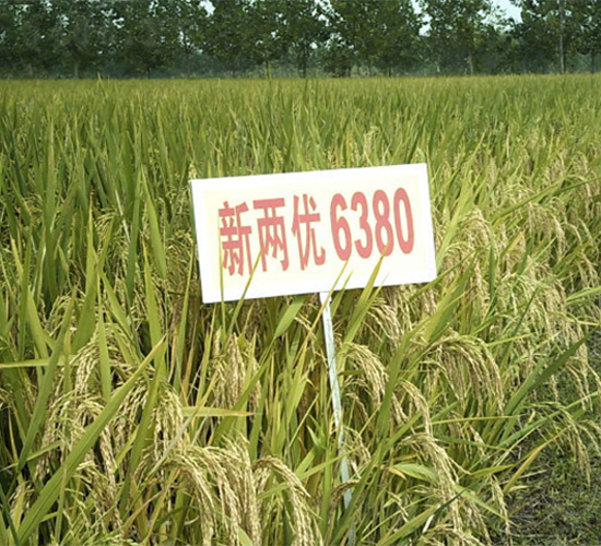 �Ƀ�(y��u)6380-�s���i���N��-�н��N�I(y��)