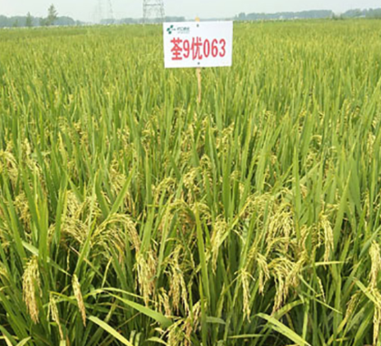 ��9��(y��u)063-�s���i���N��-�н��N�I(y��)