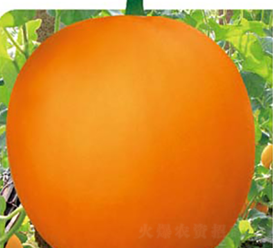 紅瑞紅-甜瓜種子-高端種業(yè)