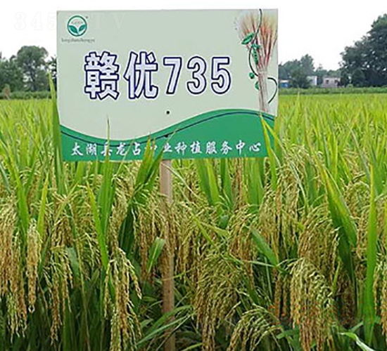 �M��(y��u)735-�s���i���N��-�н��N�I(y��)