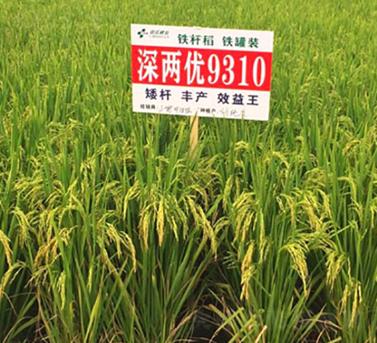 深兩優(yōu)9310-雜交秈稻種子-中江種業(yè)