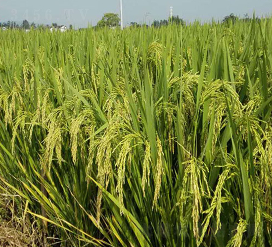 �Ƀ�(y��u)8025-�s���i���N��-�н��N�I(y��)