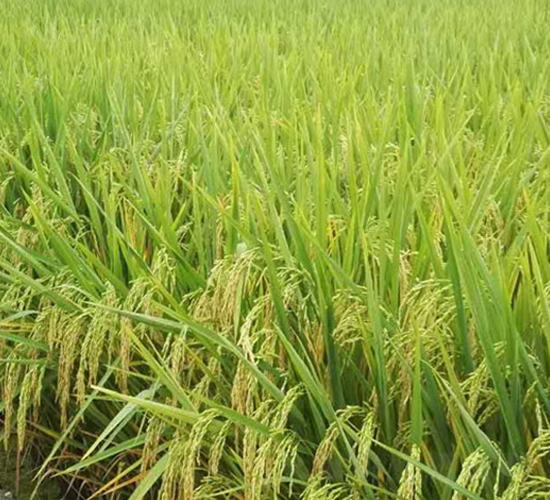 德兩優(yōu)1103-雜交秈稻種子-中江種業(yè)