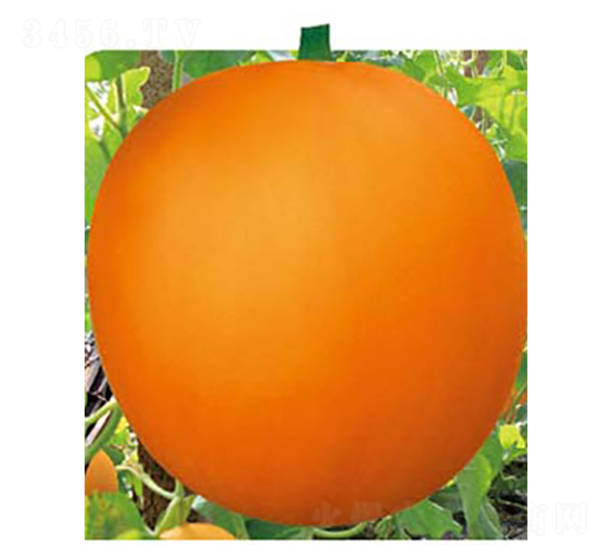 特大瑞紅-甜瓜種子-高端種業(yè)