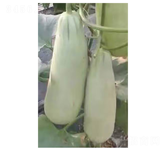 改良羊角脆-甜瓜種子-高端種業(yè)