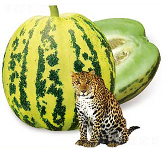 精選花雷-甜瓜種子-高端種業(yè)