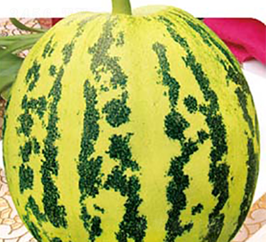 精選大花蕾-甜瓜種子-高端種業(yè)