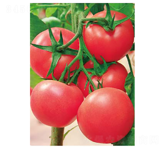 ����-���ѷN��-�߶˷N�I(y��)