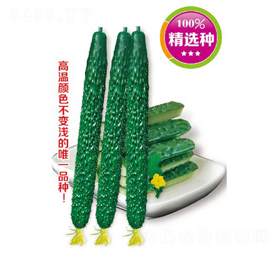 頂優(yōu)油亮高產(chǎn)王-黃瓜種子-高端種業(yè)