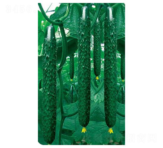 抗病高產(chǎn)王-黃瓜種子-高端種業(yè)