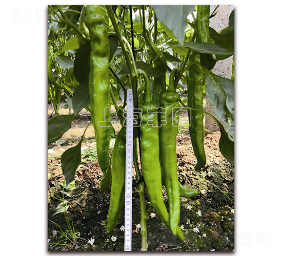 天驕2073-辣椒種子-菲圖種業(yè)