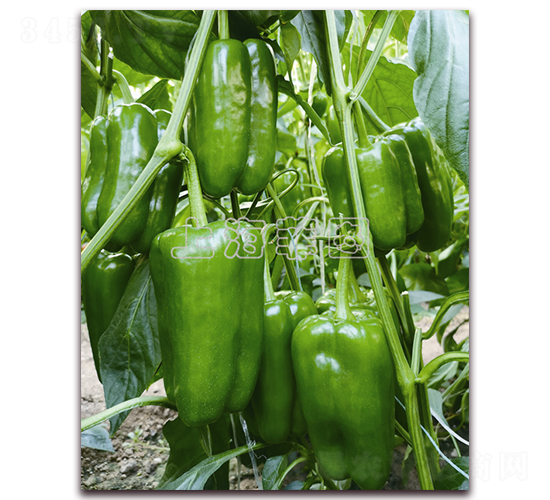 �L(zh��ng)����018-�𽷷N��-�ƈD�N�I(y��)