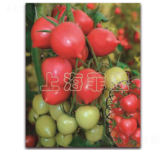 ����һ̖(h��o)-��ɫ���ѷN��-�ƈD�N�I(y��)