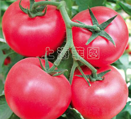 改良瑞星五號(hào)-抗TY粉果番茄種子-菲圖種業(yè)