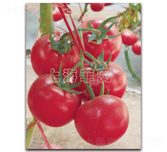 瑞星立群-抗TY粉果番茄種子-菲圖種業(yè)