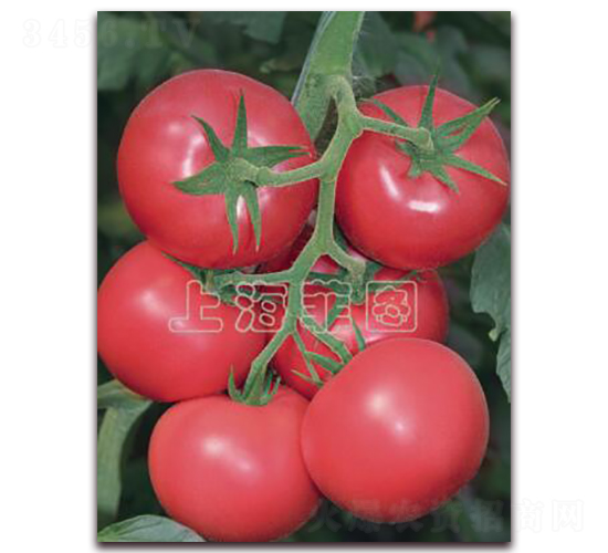 瑞星1810-抗TY粉果番茄種子-菲圖種業(yè)