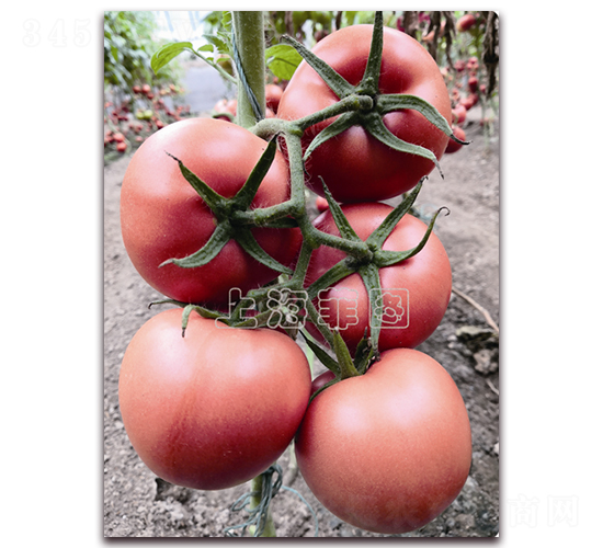 瑞星7116-抗TY粉果番茄種子-菲圖種業(yè)