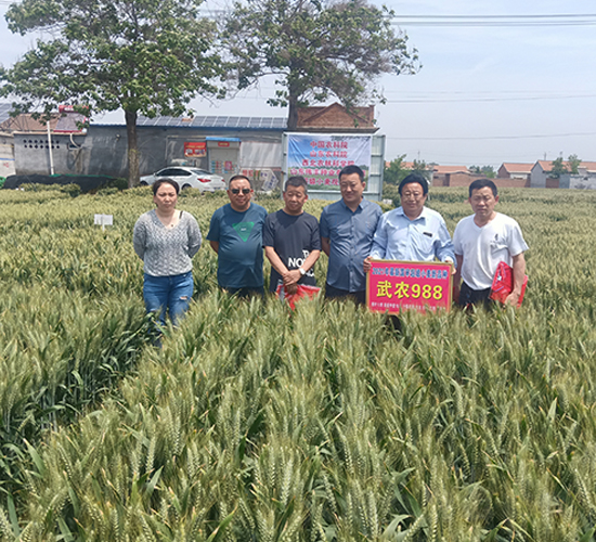 武農(nóng)988小麥種子現(xiàn)場觀摩會