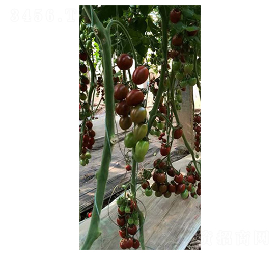 ��С��-ʥŮ���N��-���̰��N�I(y��)