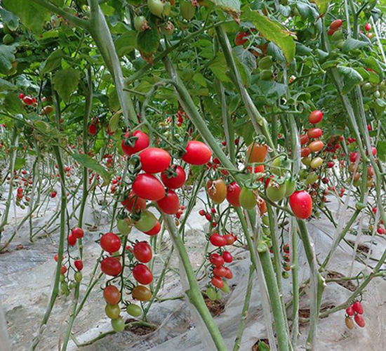 粉嬌-圣女果種子-永禾安種業(yè)