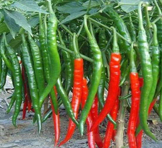 先辣一號線椒-辣椒種子-華邁種業(yè)